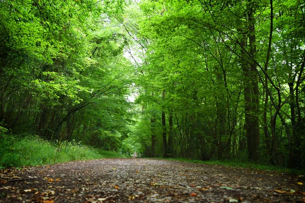 Vista Inferiore Della Foresta Verde Brillante Con Fogliame Fresco — Foto Stock