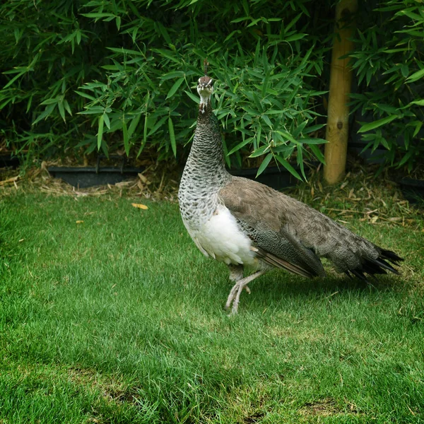 Peacock Walking Green Grass Park — Free Stock Photo