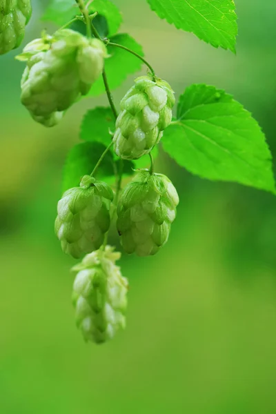 Blick Auf Frische Grüne Hopfenzapfen Die Ast Hängen — Stockfoto