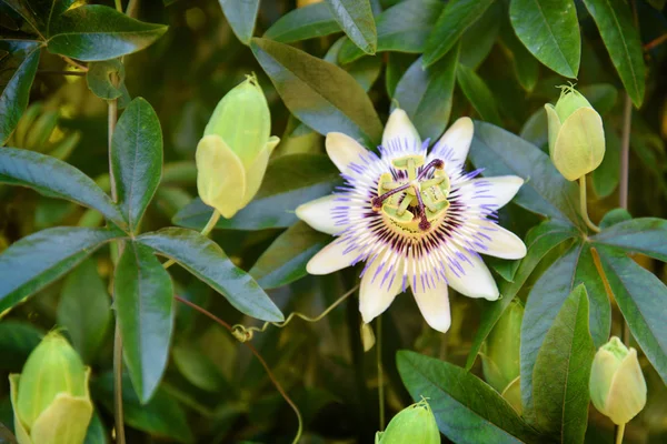 新鮮な芽と緑の葉の中で青い情熱の花 — ストック写真