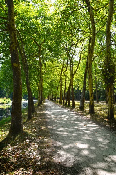 Park Met Vers Groen Gebladerte Lege Alley — Gratis stockfoto