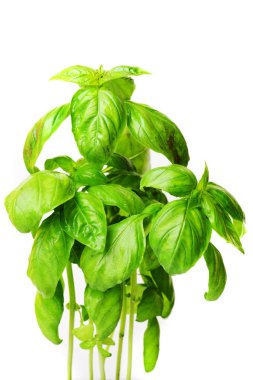 beyaz zemin üzerinde izole yeşil fesleğen yaprağı