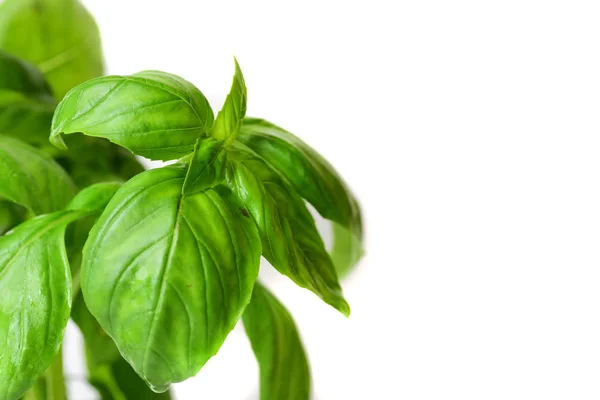 Green Basil Leaves Isolated White Background — Free Stock Photo