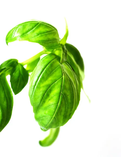 Close Van Helder Groene Basilicum Verlaat Geïsoleerd Witte Achtergrond — Stockfoto