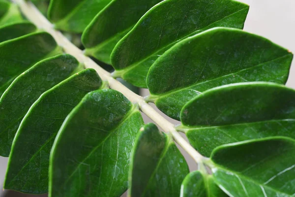 Feuilles Vertes Isolées Sur Fond Blanc — Photo