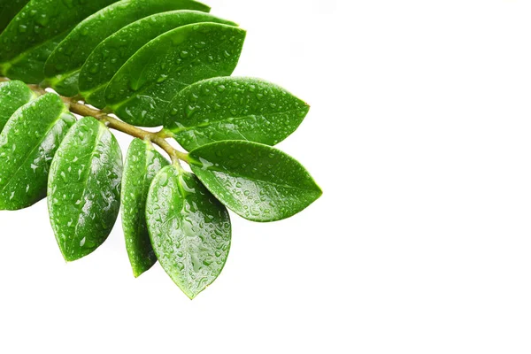 Зеленые Листья Белом Фоне — стоковое фото