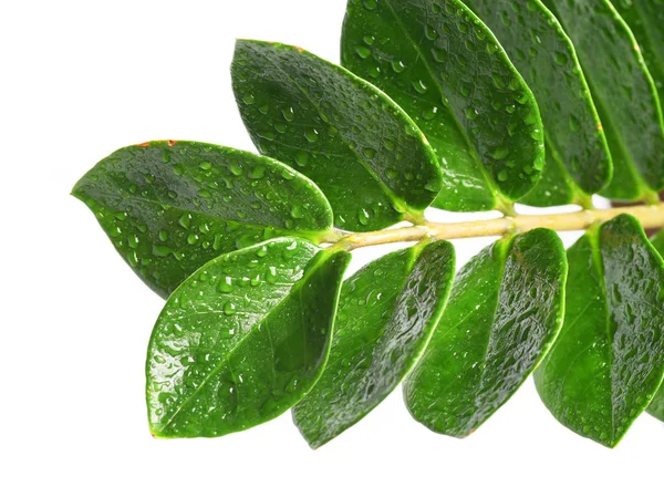 Grüne Blätter Isoliert Auf Weißem Hintergrund — kostenloses Stockfoto
