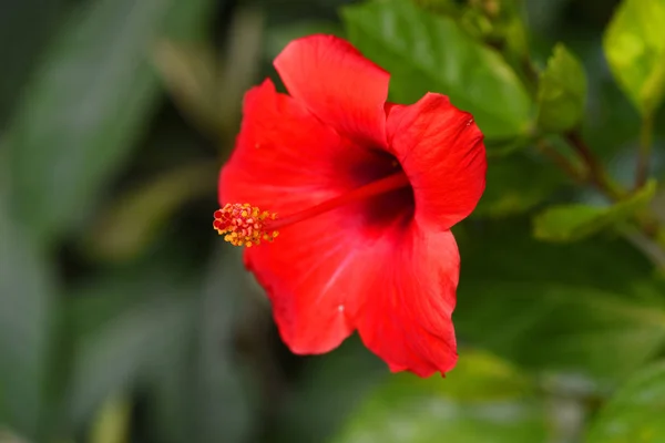 Stäng Röd Blomma Bland Gröna Blad — Stockfoto