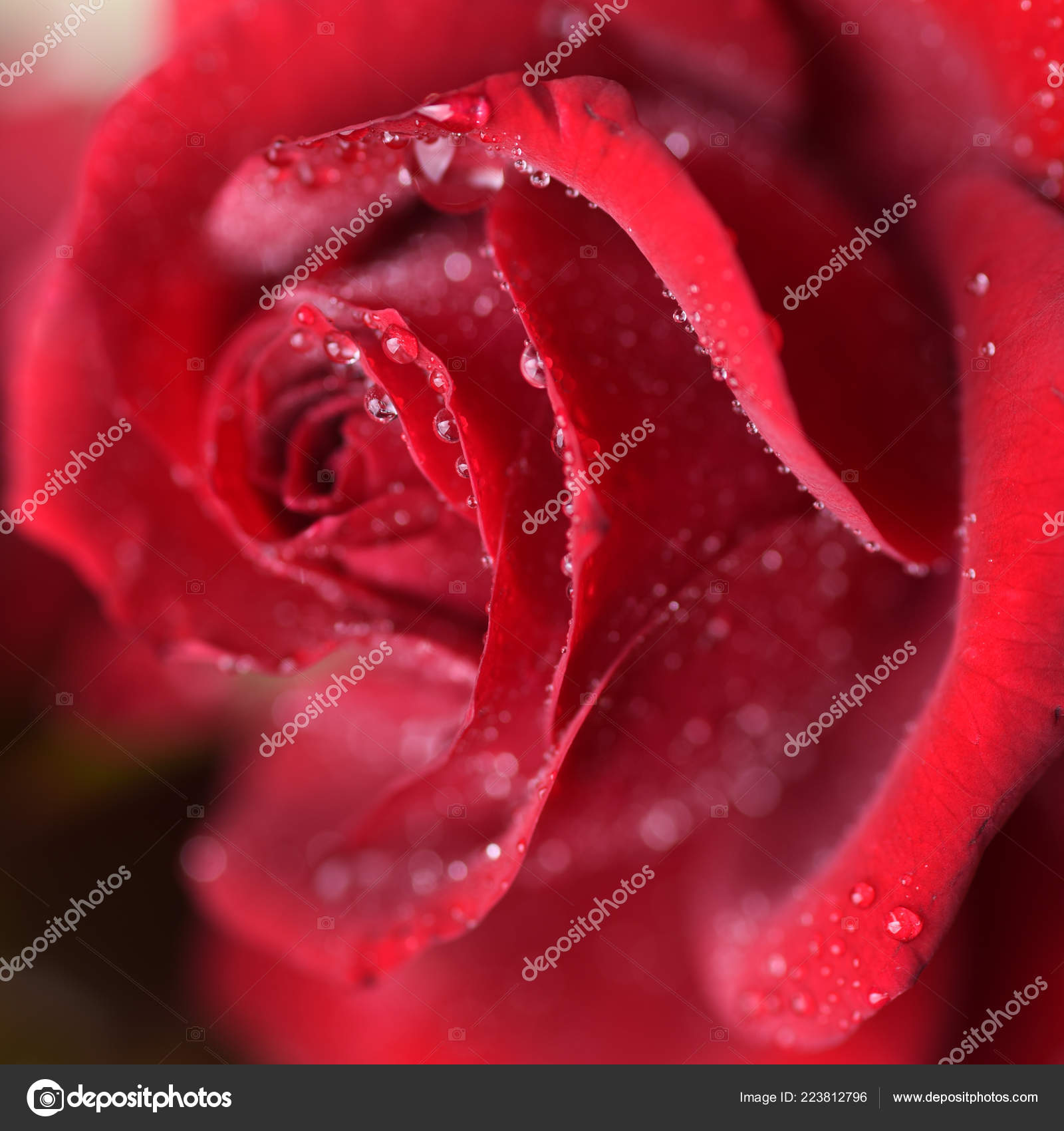 Belle Rose Rouge Avec Gouttes Pluie — Photo de stock gratuite © FineShine  #223812796