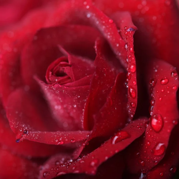 Valentine Red Rose Forma Coração — Fotografia de Stock