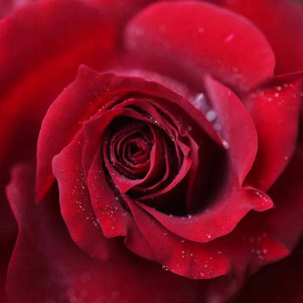 Walentynki Czerwona Róża Kształcie Serca — Zdjęcie stockowe