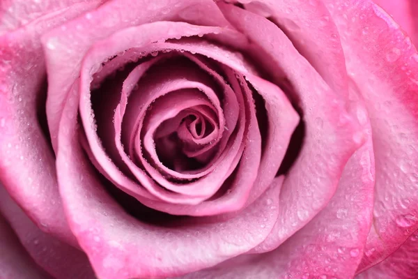 Pink Rose Macro Petals — Stock Photo, Image