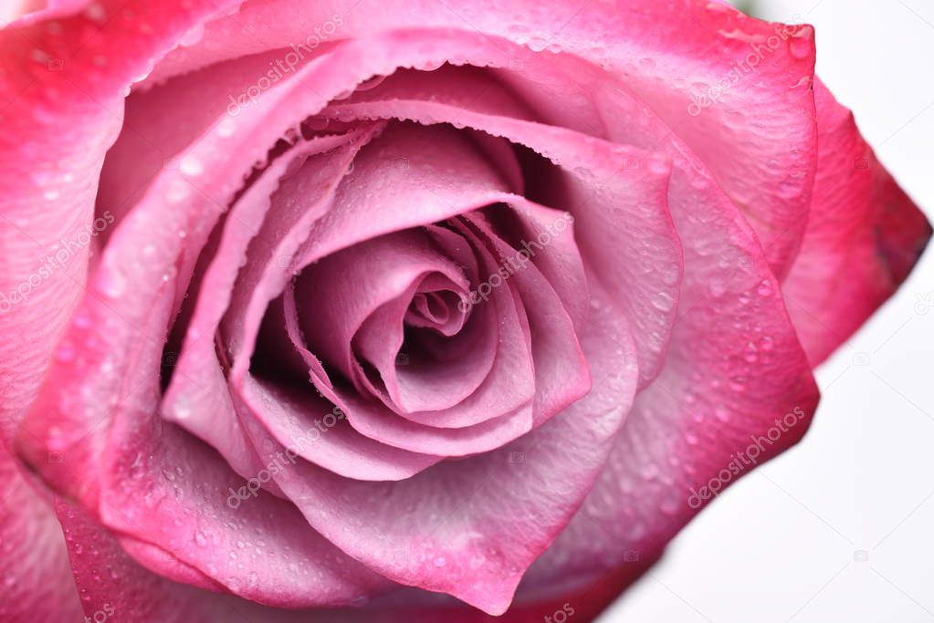 pink rose macro petals