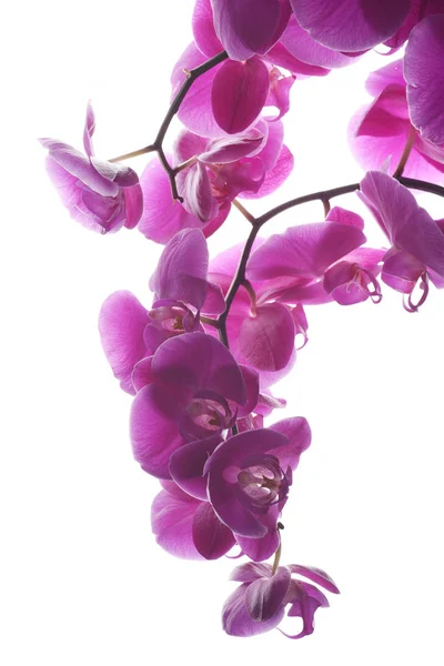 Ramura Unei Orhidee Roz — Fotografie, imagine de stoc