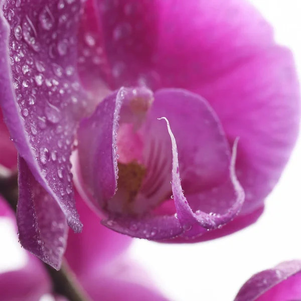 Ramo Uma Orquídea Rosa — Fotografia de Stock