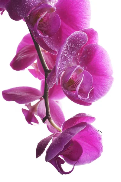 Avgrening Rosa Orkideer – stockfoto