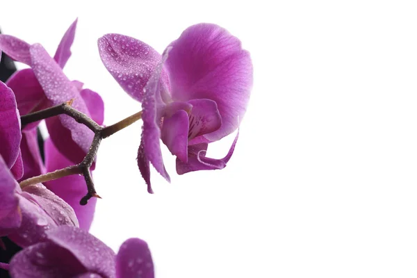 Pobočka Růžová Orchidej — Stock fotografie