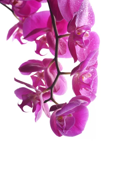 Ramo Uma Orquídea Rosa — Fotografia de Stock