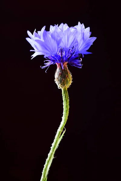 Violet Blue Cornflower Negru — Fotografie, imagine de stoc