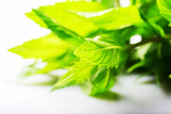 新鮮な緑葉のミントの分離 — ストック写真