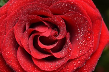 tatlı su damlaları ile kırmızı gül