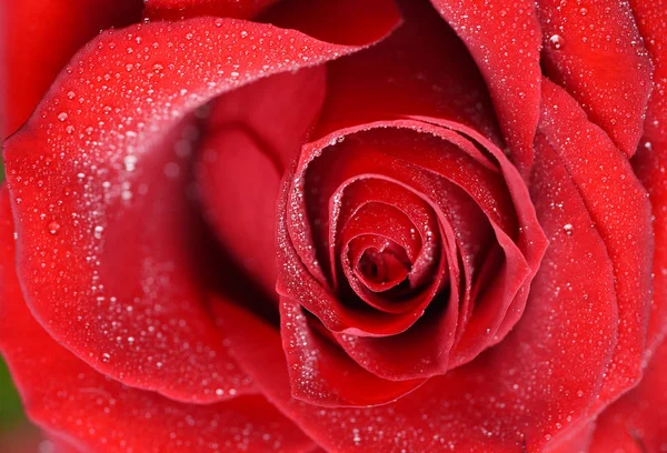 Closeup of Red Rose with water drops