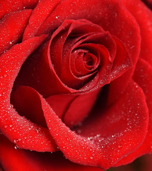 Zbliżenie Czerwona Róża Kropli Wody — Zdjęcie stockowe