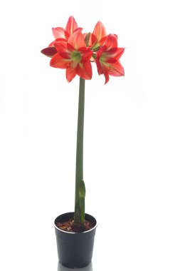 Amaryllis 'in güzel çiçekleri