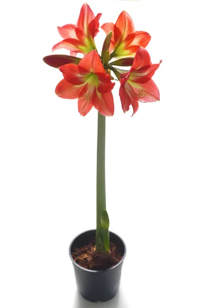 Amaryllis花的美丽花朵 — 图库照片