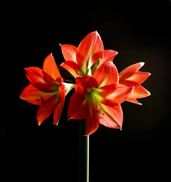 Amarylis Kvete Červenými Květy Izolované Černém Pozadí — Stock fotografie