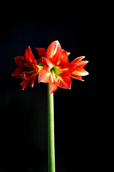 Flori Amaryllis Roșii Înflorite Izolate Negru — Fotografie, imagine de stoc