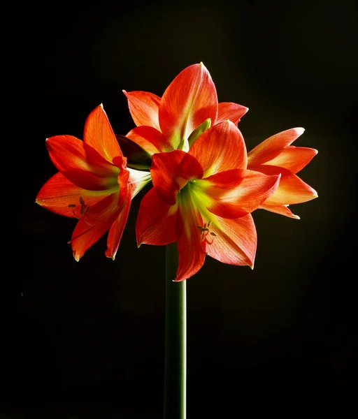 Bloei Rode Amaryllis Bloemen Zwarte Achtergrond — Stockfoto