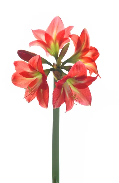 Bloeiende Rode Amaryllis Bloemen Geïsoleerd Witte Achtergrond — Stockfoto