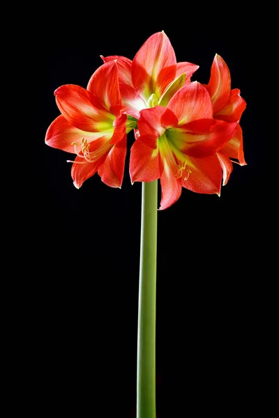Floraison Rouge Amaryllis Fleurs Sur Fond Noir — Photo