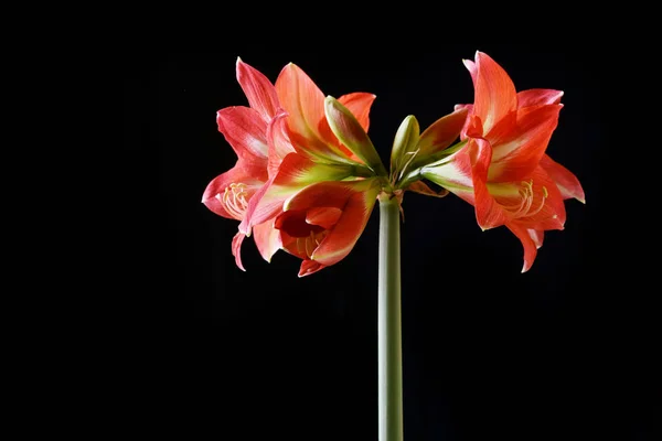 Flores Amarilis Rojas Florecientes Sobre Fondo Negro — Foto de Stock