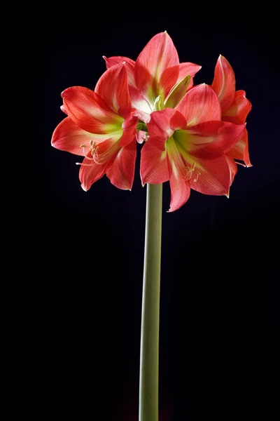 Floraison Rouge Amaryllis Fleurs Sur Fond Noir — Photo