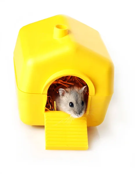 Cute Dzungar Hamster Small Yellow House — Stock Photo, Image