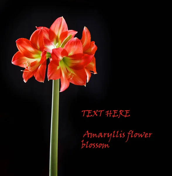 Amaryllis Flori Izolate Negru — Fotografie, imagine de stoc