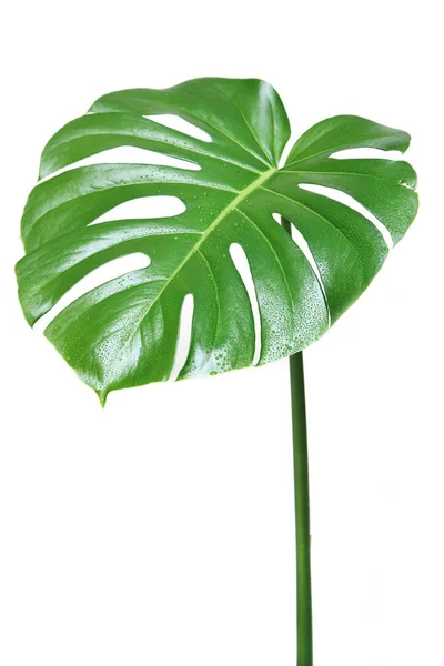 Великий Зелений Лист Рослини Монстери — стокове фото