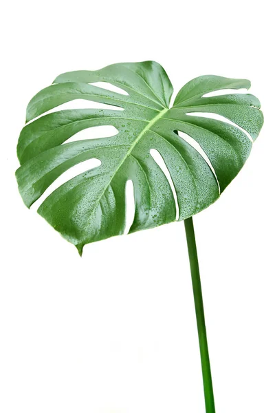 Grande Foglia Verde Pianta Monstera — Foto Stock