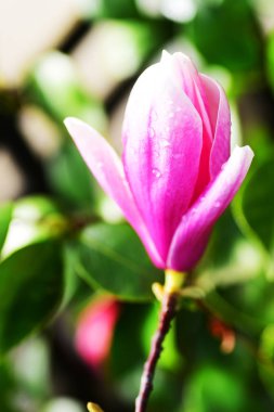 güzel Manolya çiçek