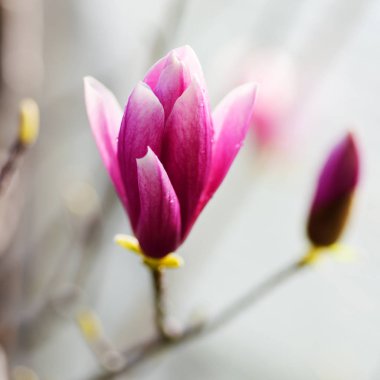 Manolya çiçeği portre