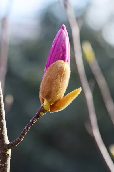 Rama de árbol floreciente con flores de magnolia —  Fotos de Stock
