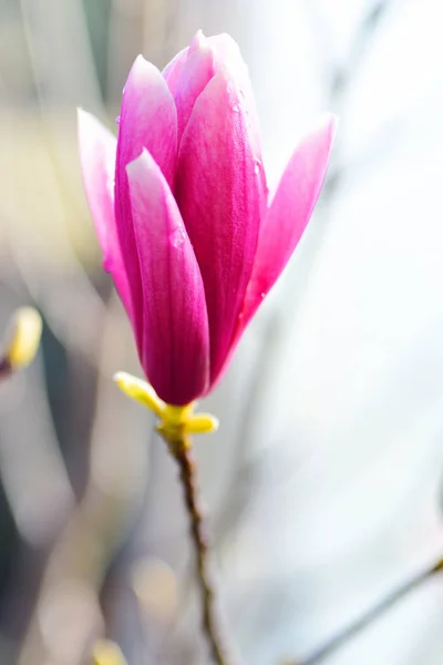 Magnolia flor primer plano —  Fotos de Stock