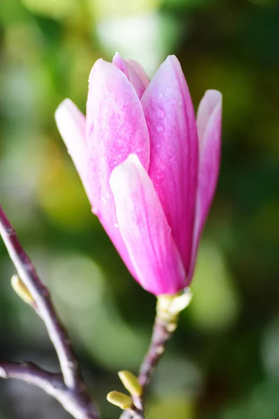 Magnolia fiore primo piano — Foto Stock