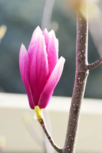 Magnolia fiore nel parco — Foto Stock