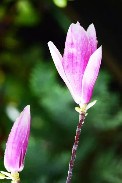 Магнолія квітка в парку в весна — стокове фото