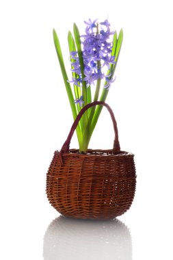 Hasır sepettaze menekşe sümbül çiçekleri