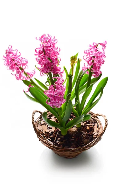 Růžové Hyacinty Květiny Košíku — Stock fotografie