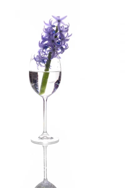 Violet Hyacinth Flowers Wine Glass — Stock Photo, Image